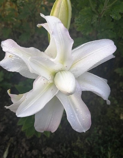 Лилия Северная звезда